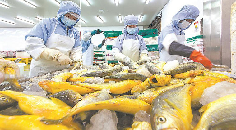 袋裝凍魚(yú)重量分級(jí)案例